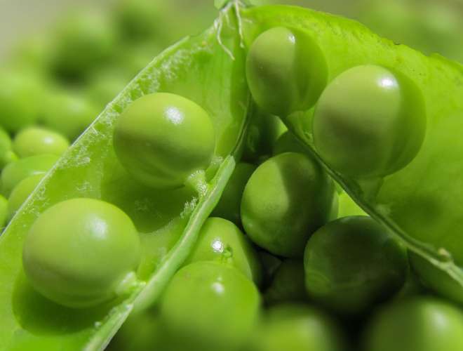 Green Team